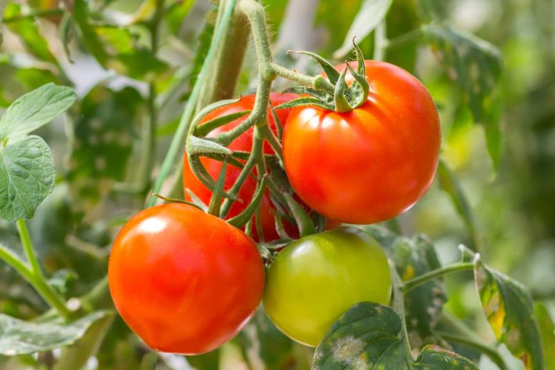 File:Pomodoro.jpeg